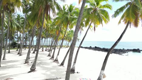 empty tropical sandy beach with palm trees and towel on sand, comoros islands, aerial view