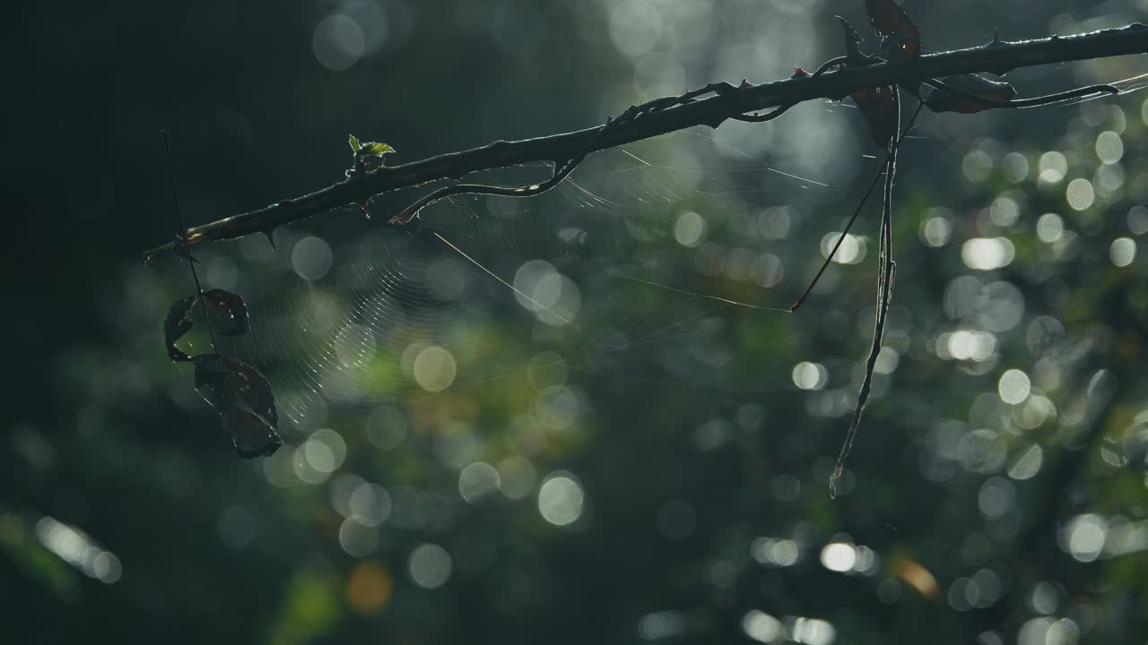 fragile spiderweb stretched across a sunlit branch with bokeh at Lonjsko Polje Krapje