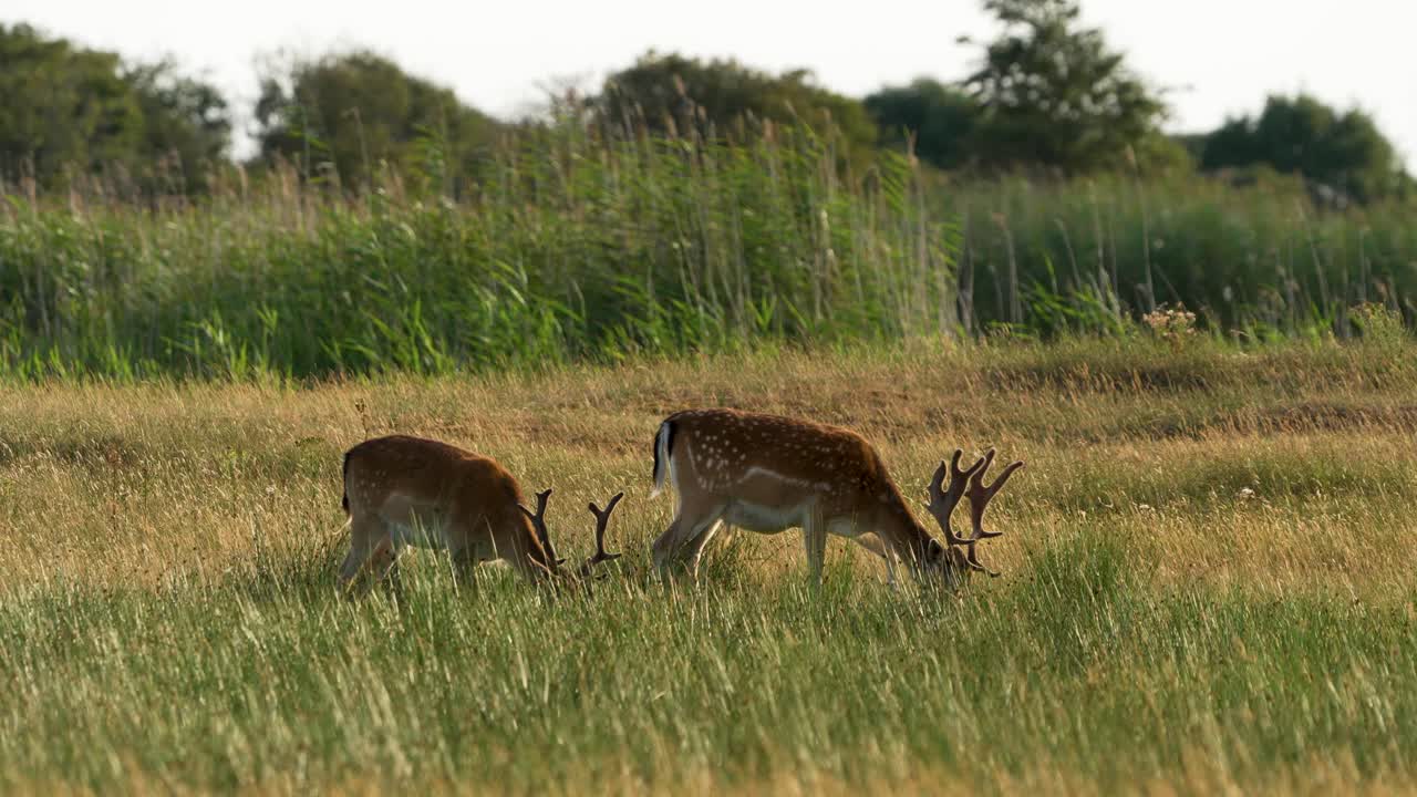 par de ciervos pastando en pradera holandesa en el resplandor dorado de la luz del sol