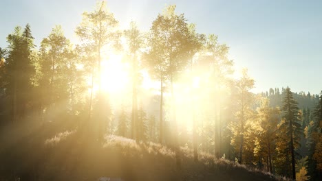 Sonne-Scheint-Durch-Kiefern-Im-Bergwald