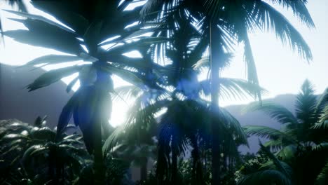 Sunset-Beams-through-Palm-Trees