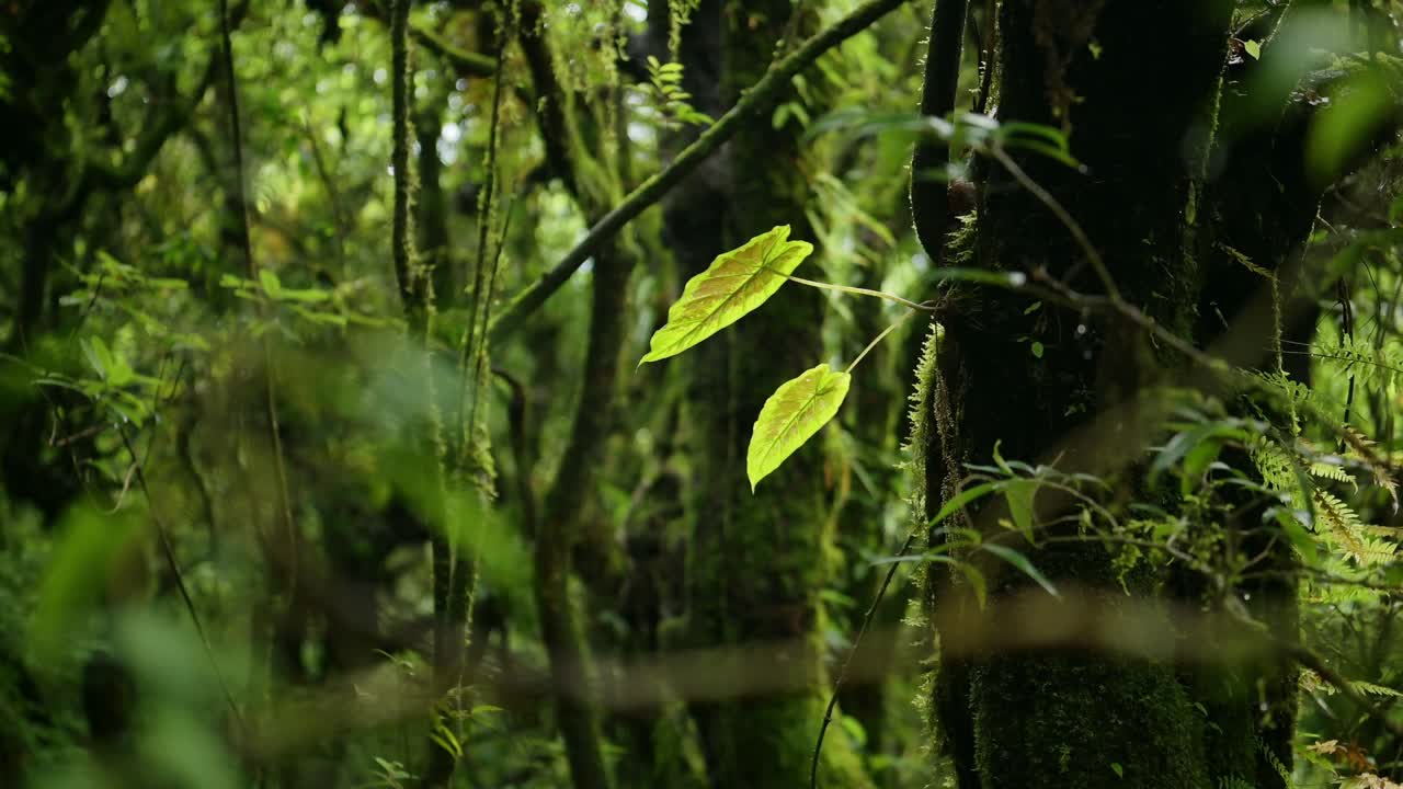 Beautiful Forest Close Up of Leaves and Foliage in a Mysterious Green Trees Forest in Nepal, Leaf Detail Shot in the Himalayas Foothills in Lush Green Scenery Forest Landscape