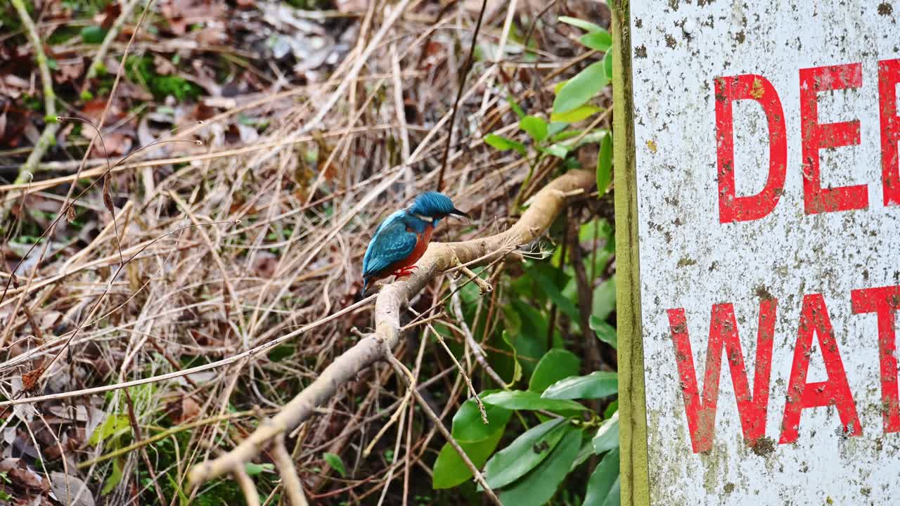 아름다운 수컷 물총새 alcedo atthis, 그것을 먹기 전에 나뭇가지에 물고기를 치는
