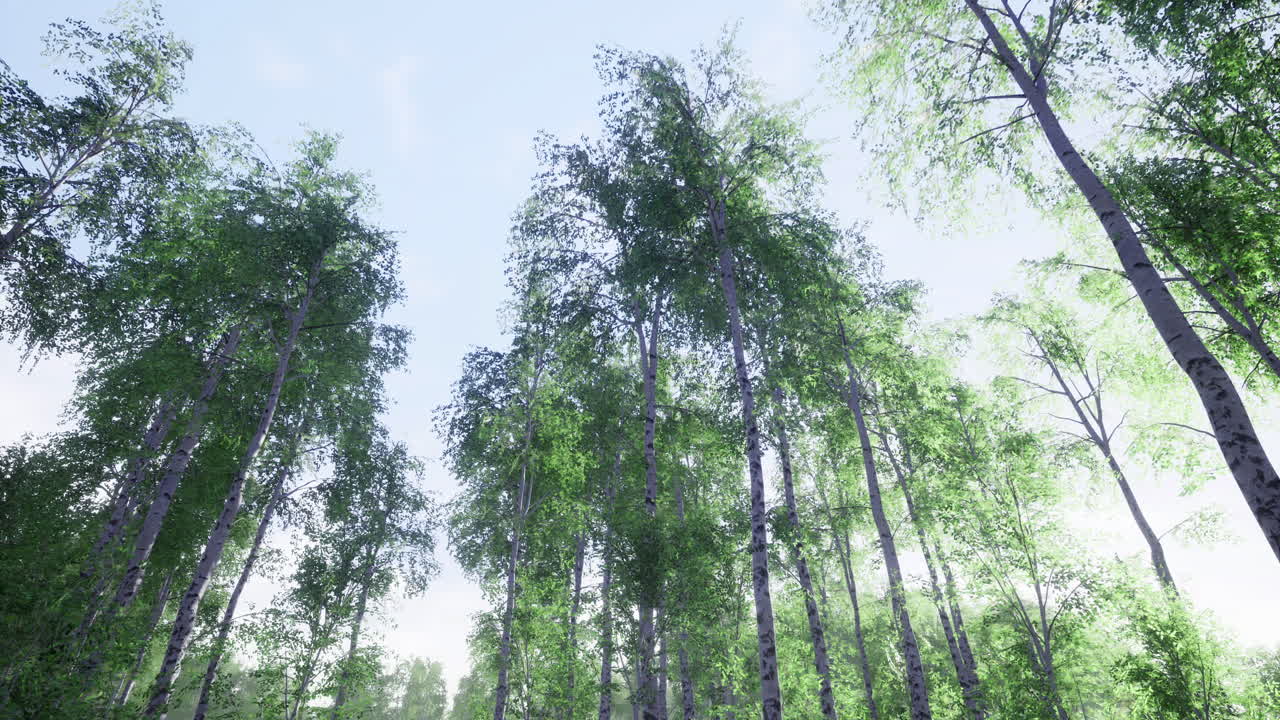 Tall trees reaching for the sky in a serene forest under the bright sunlight