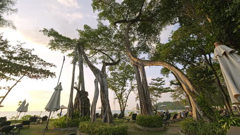 Beautiful-Rain-Forest-Beach-During-Sunset,-Camera-Dolly-In-to-Banyan-Tree