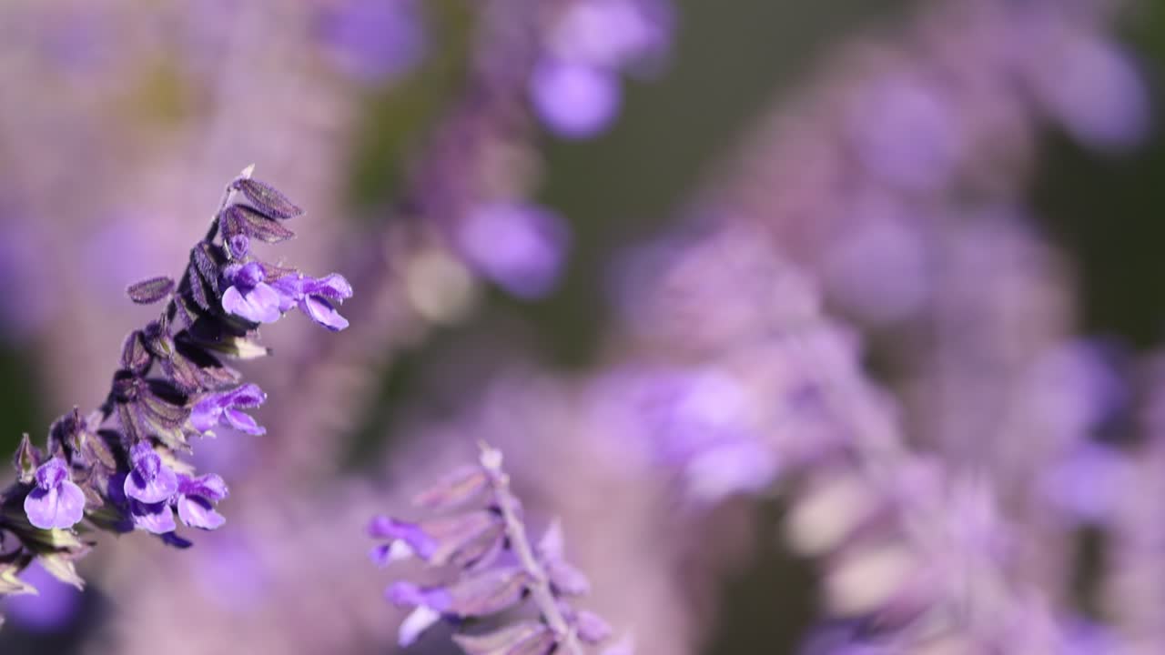 primer plano de flores de lavanda con un fondo borroso
