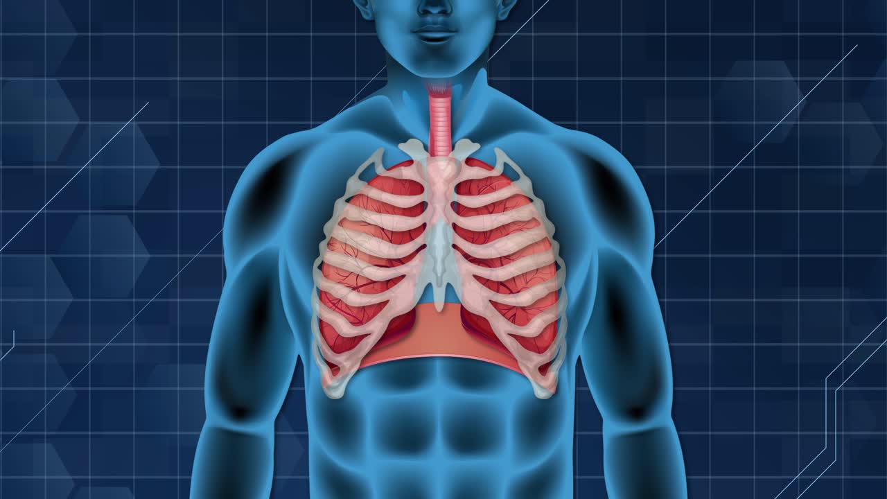 visualización animada de la mecánica de la respiración humana