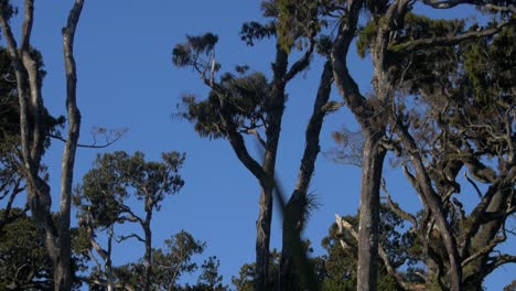 tall green trees in the forest underneath a bright blue summer sky in new zealand - wide shot