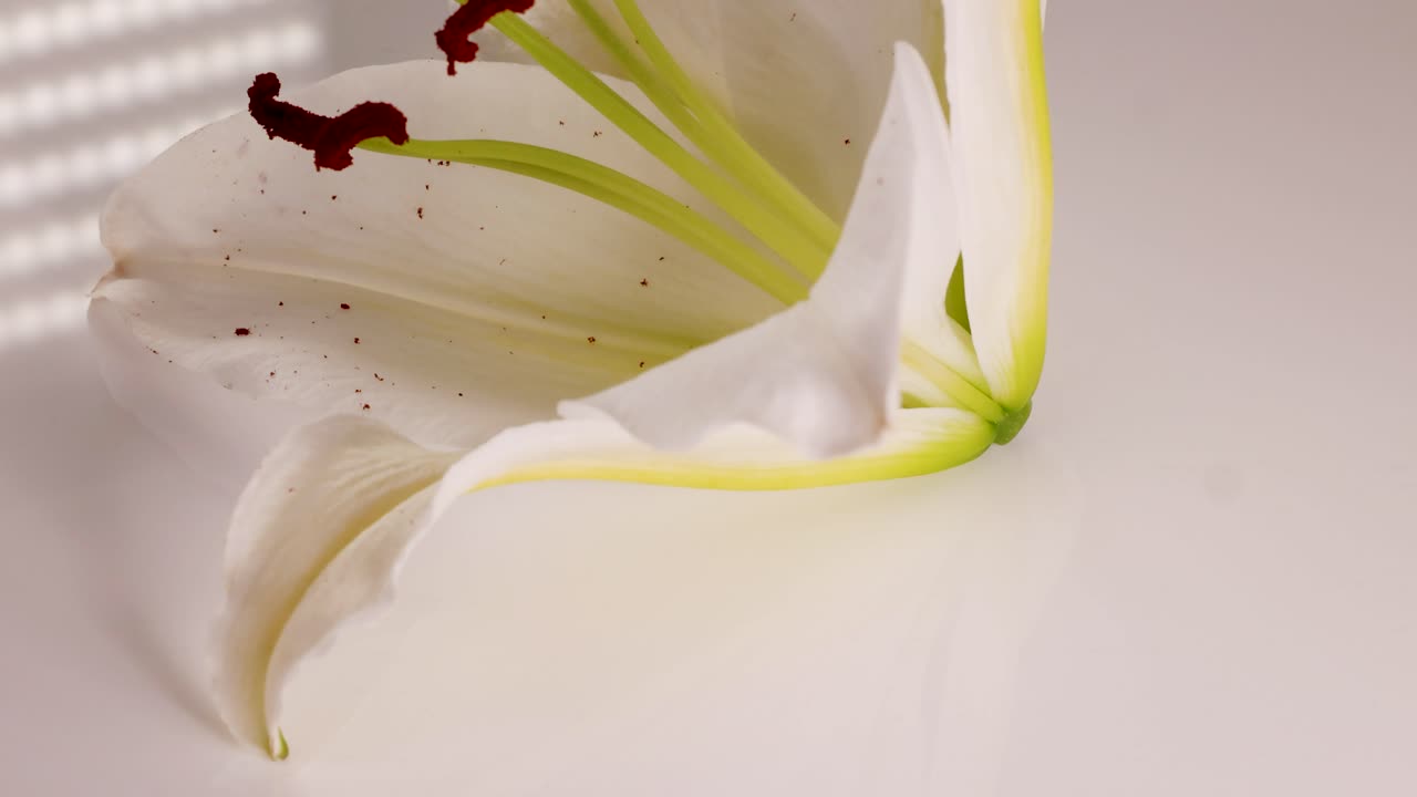 A white lily flower rotates under soft lighting, highlighting its delicate petals and vibrant stamens