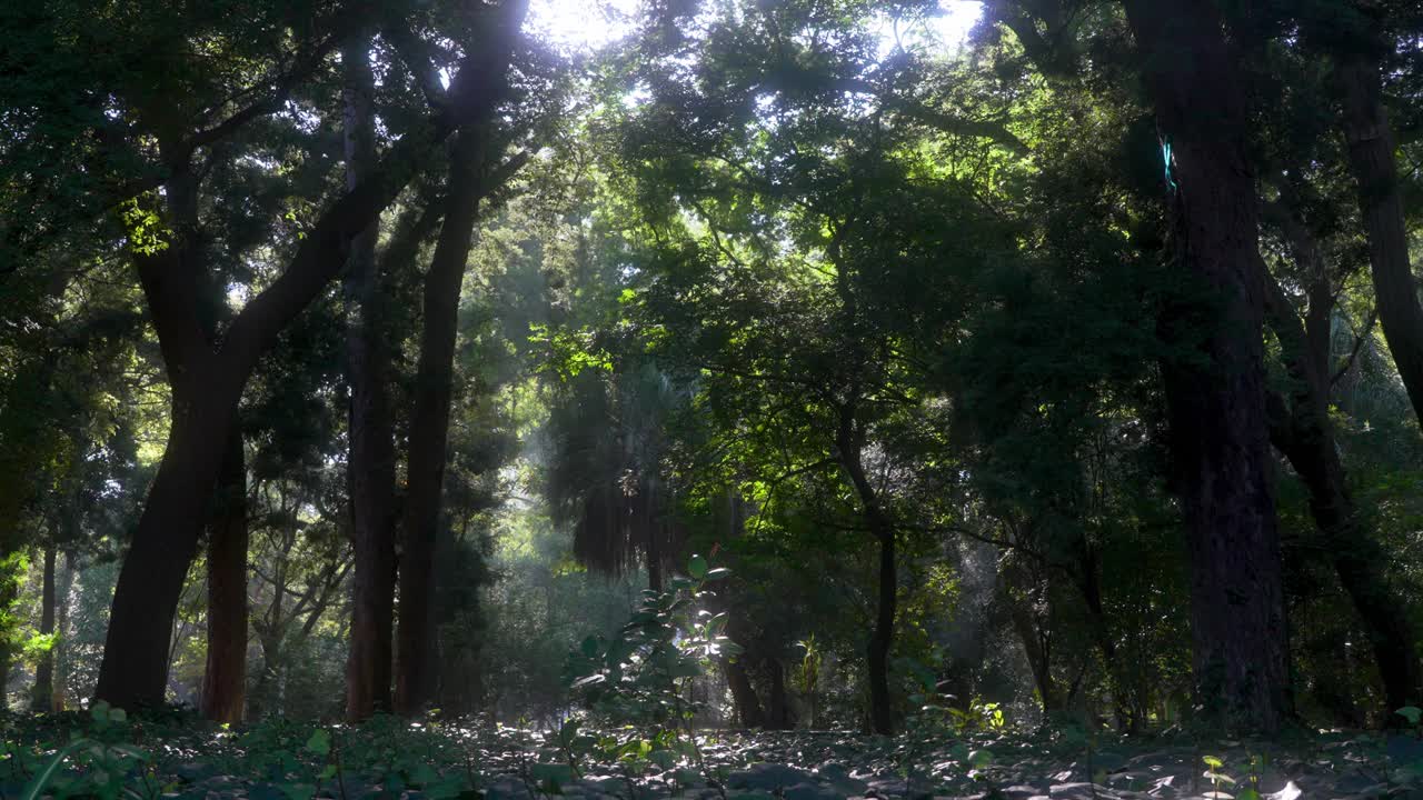 buenos aires espectaculares y mágicos jardines botánicos gran zoom out shot