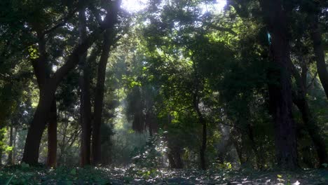 Buenos-Aires-spectacular-and-magical-Botanical-Gardens-Wide-Zoom-Out-Shot