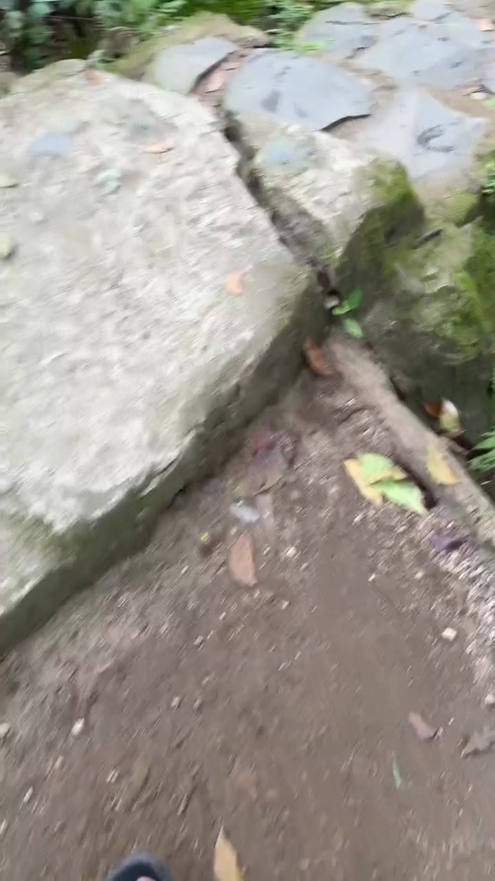 Caminhando por um Caminho de Terra em uma Floresta Tropical Exuberante
