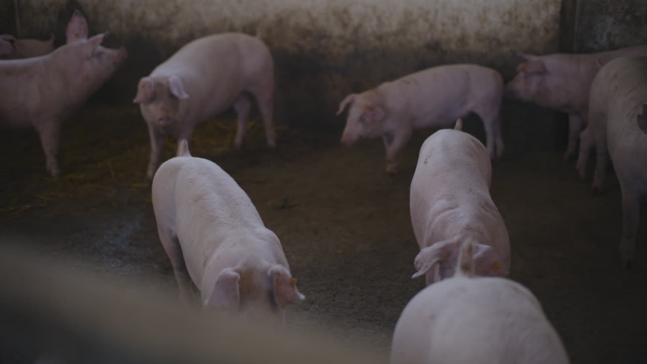 농장 창고에 있는 돼지 새끼