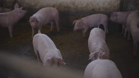 lechones en un corral de granja