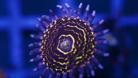 macro shot of stratosphere zoanthus coral under actinic lighting, showing vivid purple skirts with a bright yellow ring and detailed polyp structure in reef aquarium