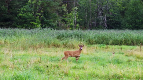 male roe deer looking at the camera while walking in the meadow in tromoya island, arendal, norway