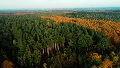 beautiful autumn forest of holland with green and golden trees -aerial