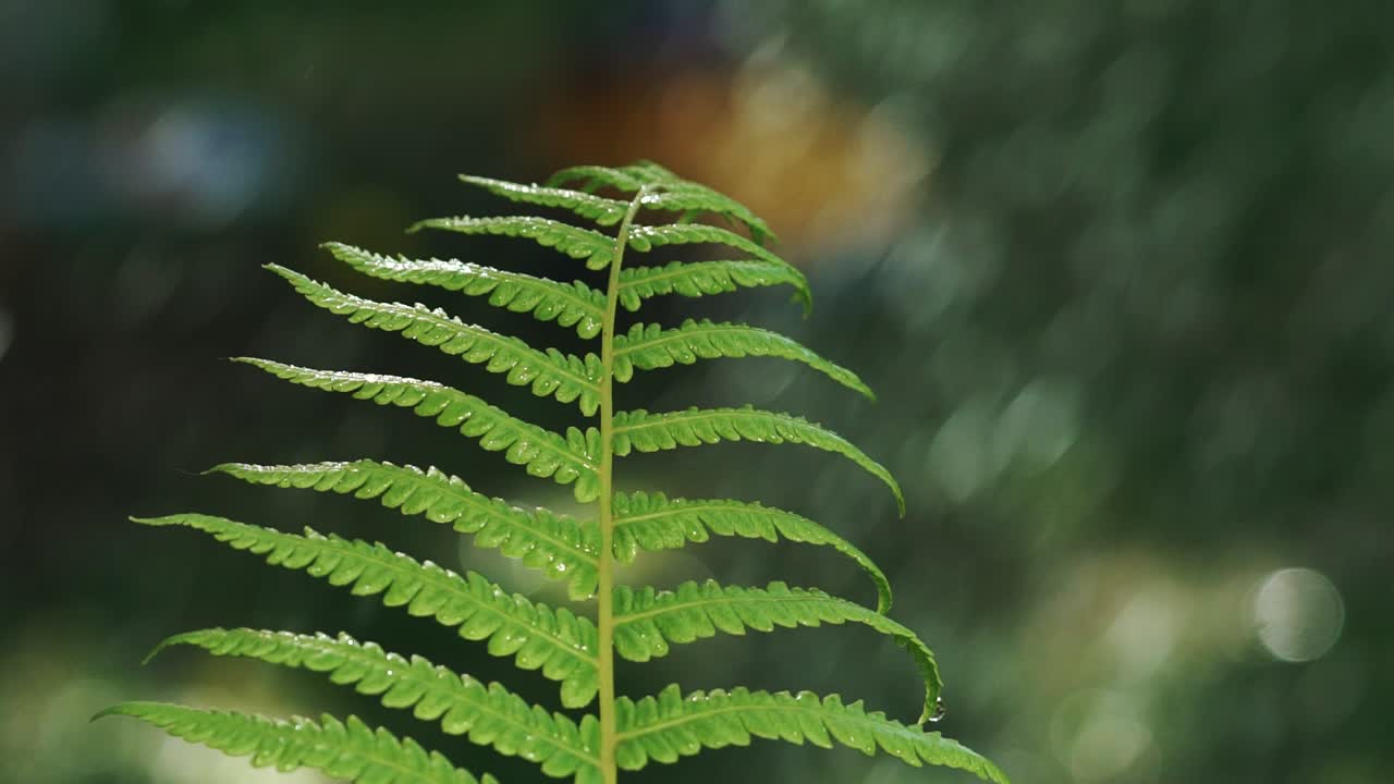 Gocce di pioggia cadono su una foglia di felce verde nel giardino. Irrigazione dell'erba verde. Movimento rallentato.