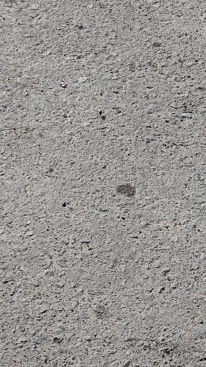 un escarabajo del desierto, también conocido como stenocara, avistado en el camino cerca del deserto, tratando de escapar