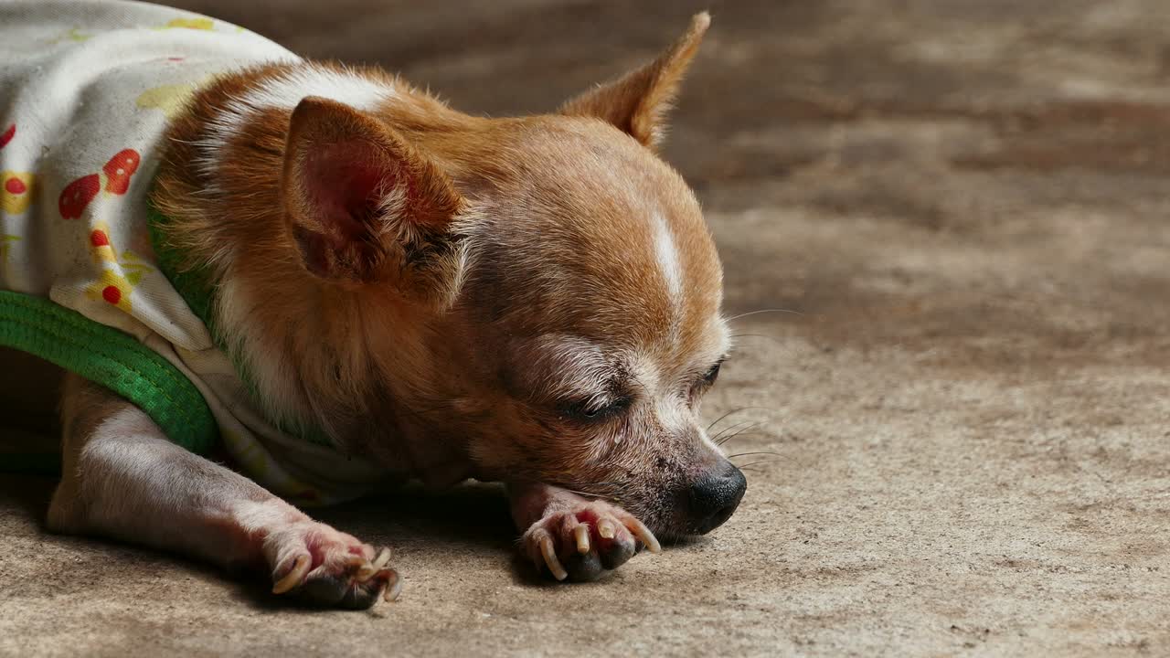 콘크리트 바닥 에 고 있는 치와와
