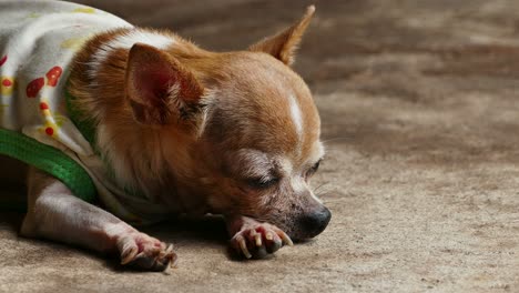 chihuahua descansando en el suelo de hormigón