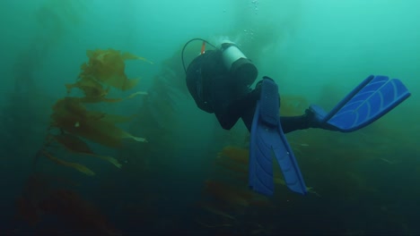 following-a-diver-exploring-kelp-forest