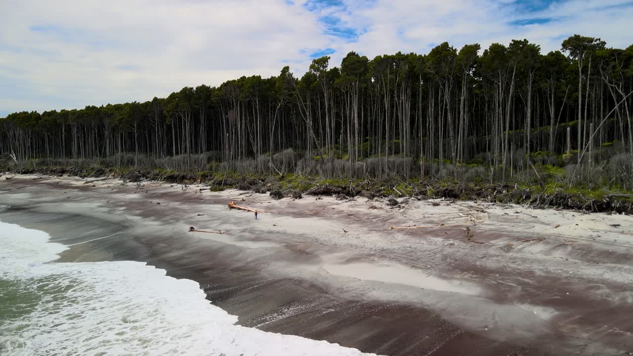 una persona en la playa maorí, donde el bosque tropical de rimu se encuentra con el mar
