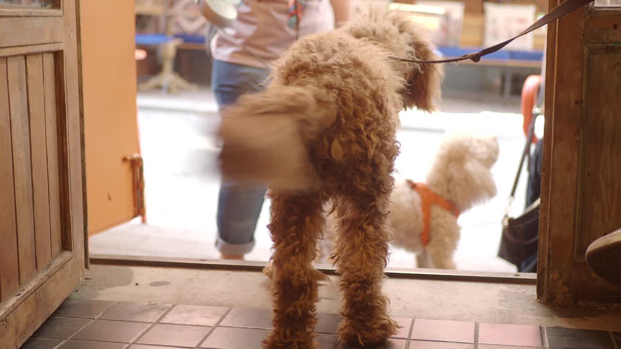 Fluffy Dog with Wagging Tail Waiting at a Doorway