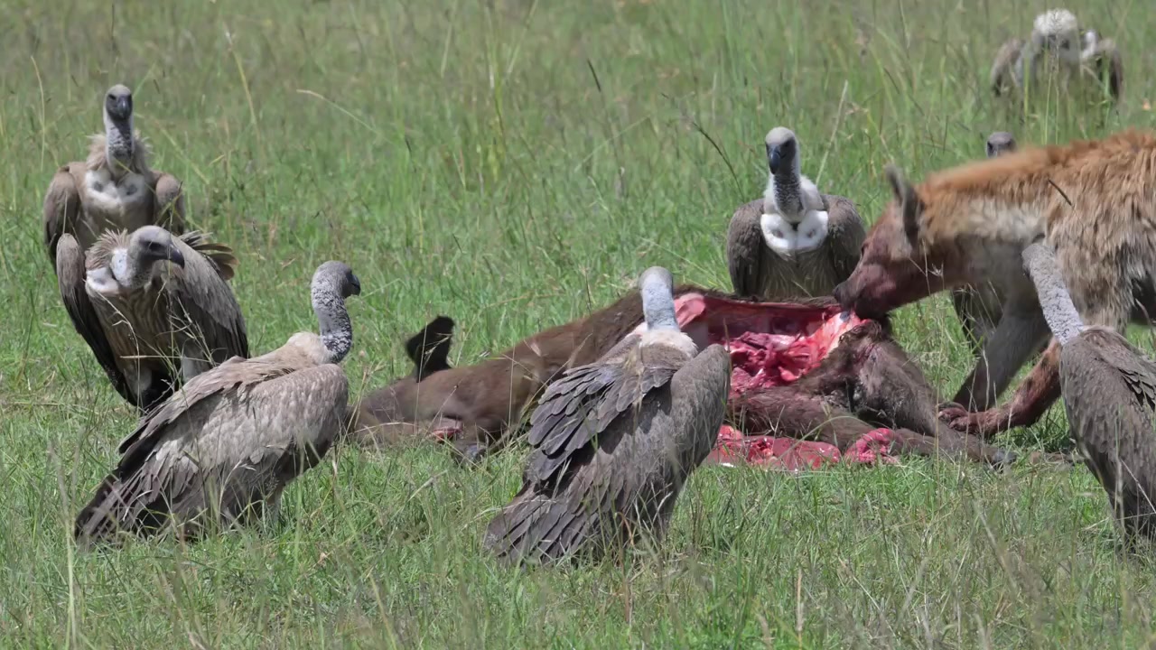 Una iena maculata che si nutre di una carcassa nella savana africana, circondata da avvoltoi che aspettano il loro turno