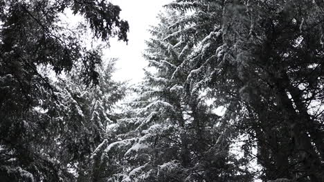 Schnee-Fällt-In-Zeitlupe-Vom-Himmel