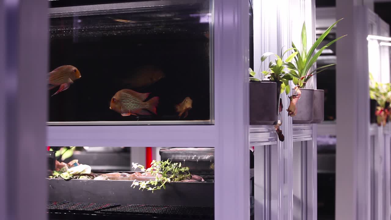 새로 설치된 어항에서 함께 헤엄치는 놀라운 새 수족관 담수어