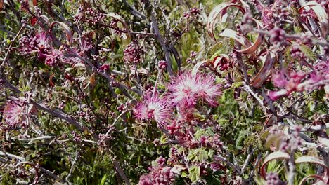 close -up of clump of pink desert fairy dusters, mcdowell sonoran conservatory, scottsdale, arizona