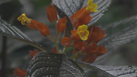 Gelbe-Und-Orangefarbene-Blumenaufnahme