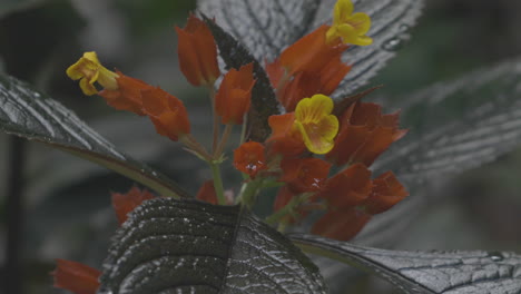 yellow and orange flower shot