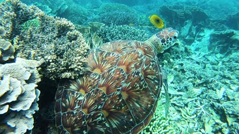 Turtle-swimming-underwater