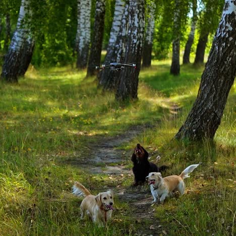 three dogs barking ant flying dron. dogs trying to catch quadrocopter. video of playing dogs. nature and trees background. real video.