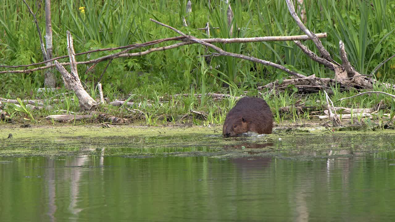 Beaver on vivid green lake shore waddles to edge and enters water