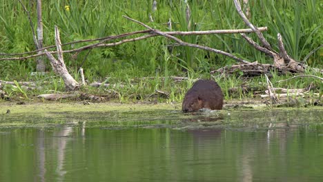 beaver on vivid green lake shore waddles to edge and enters water