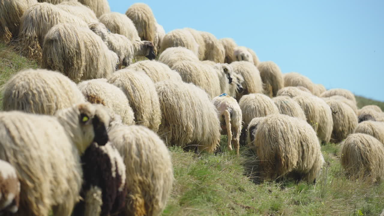 Sheep Flock on a Hillside