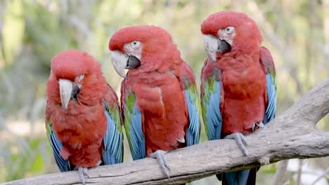 three red-and-green macaw perched on a branch with woodland background