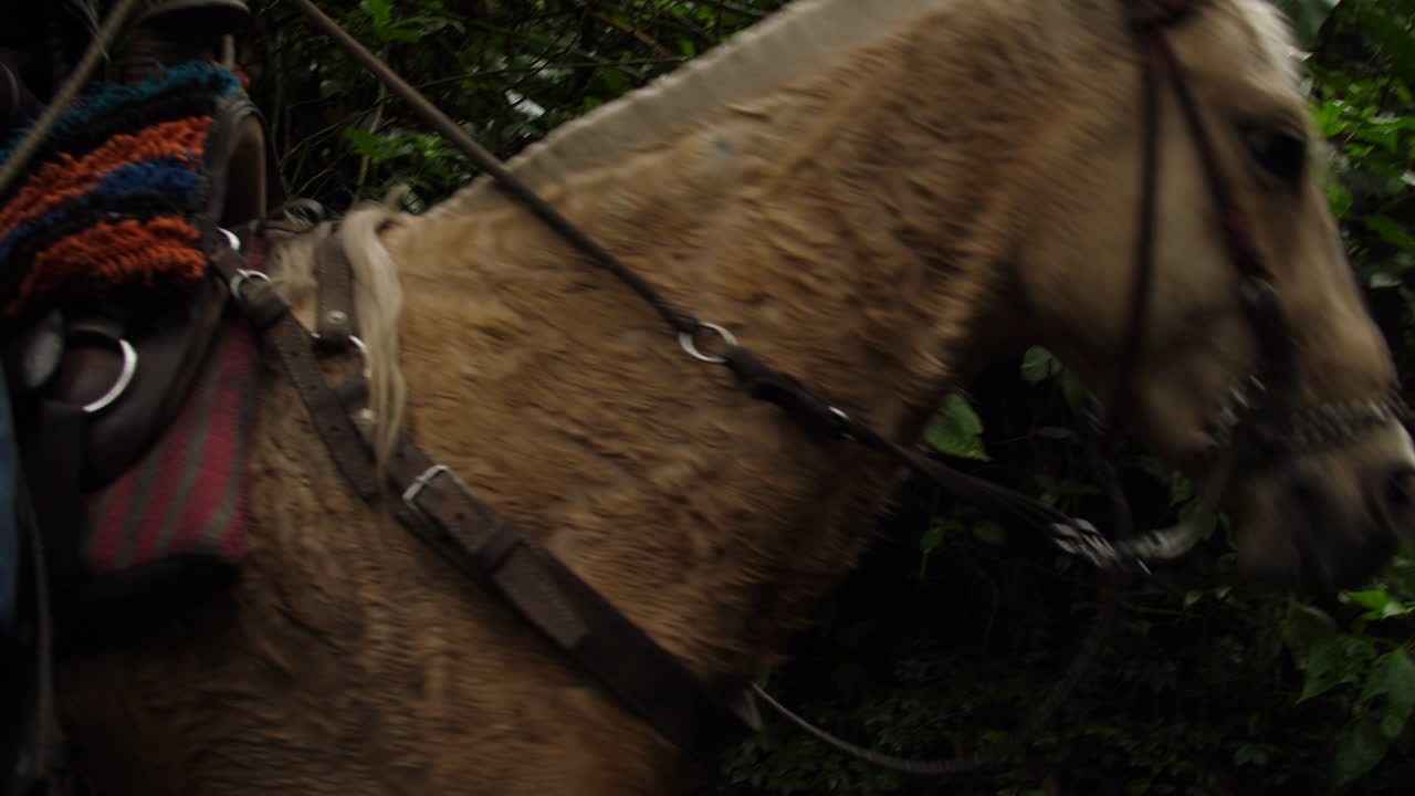 Premium stock video - Donkey's walking through the jungle with supplies ...