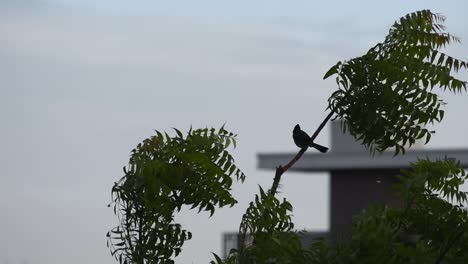 un árbol ondeando en el viento en un día soleado