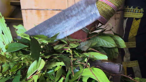 chopping wild herbs in tả phìn, sa pa, for traditional black dao healing bath