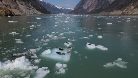 Focas-Sobre-Un-Iceberg-Derritiéndose-En-El-Fiordo-De-Endicott-Arm,-Pasaje-Interior,-Alaska