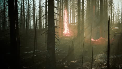 incendio forestal con árboles quemados después de un incendio forestal