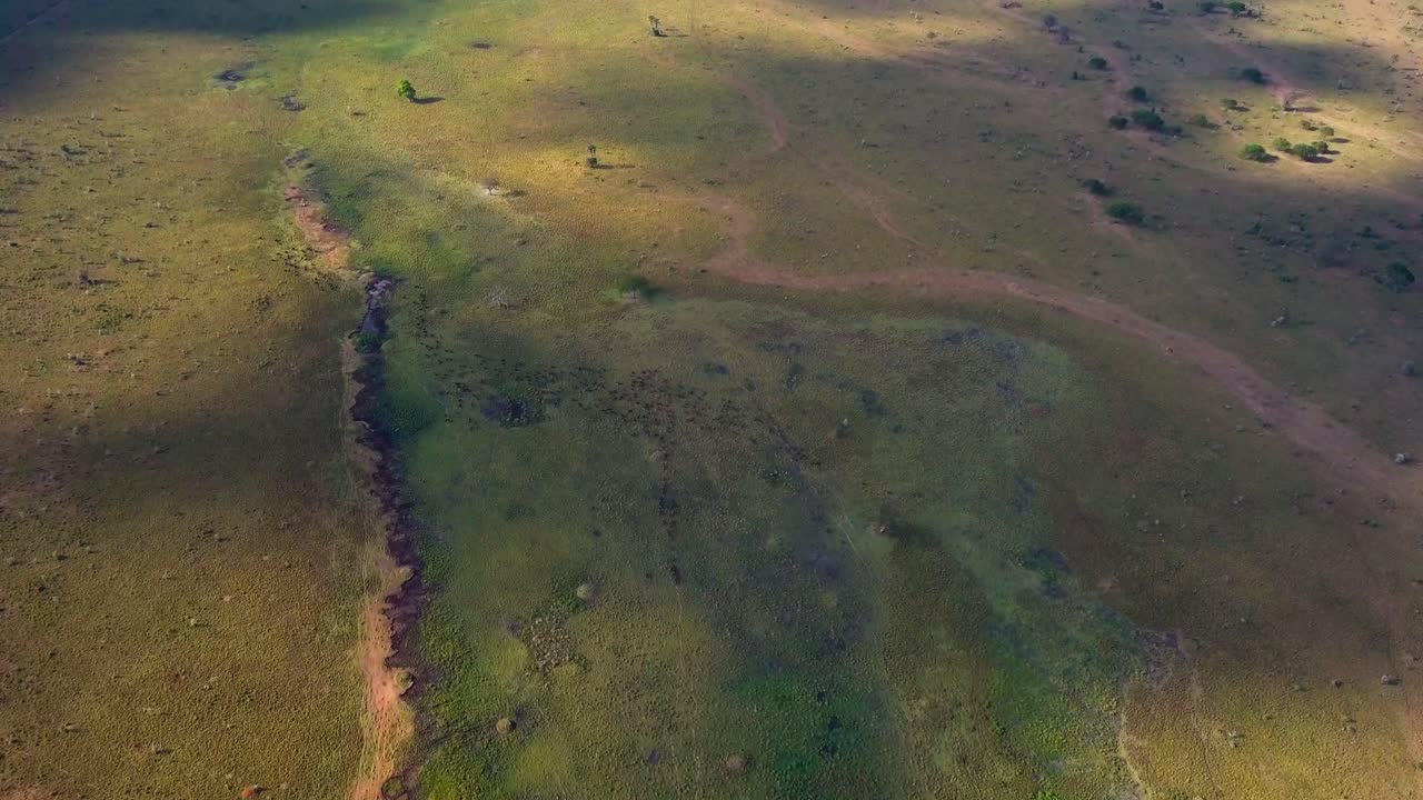 Aerial view of large group of african buffalos grazing in the savannah of Kidepo Valley National Park, Uganda, during sunset, creating a breathtaking scene of wildlife, top down reveal drone shot