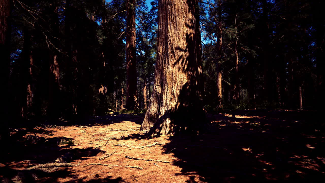 Sequoia gigante che proietta ombre in una fitta foresta durante il giorno