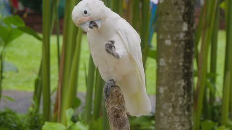 white cockatoo perched on a branch, cleaning its leg and beak