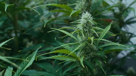 cannabis plant in bloom