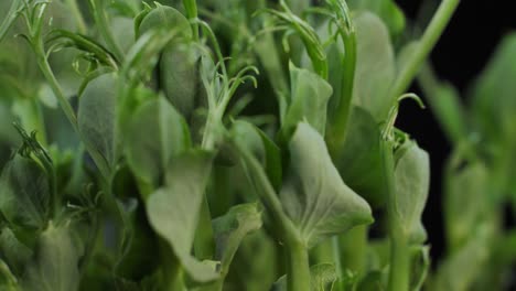 germination of green peas